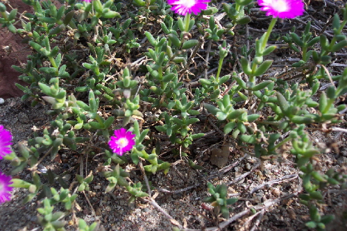 trichodiadema barbatum